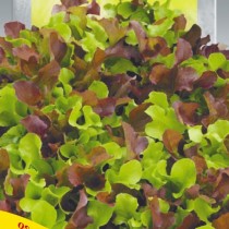 Семена салат балконный микс (1г)