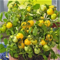 Семена томат Балконный желтый (10 семян)