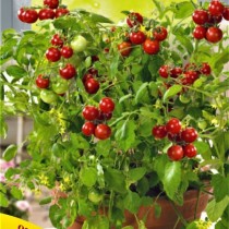 Семена томат Балконный красый (10 семян)