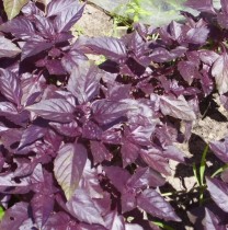 Семена профессиональные базилик Опал фиолетовый темный (Zip-пакет 0,5г)