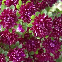 Семена профессиональные астра Трубадур темно-пурпурная