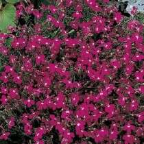 Семена профессиональные Лобелия низкорослая Ривьера темно-розовая