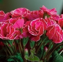 Семена профессиональные Примула махровая Примлет F1 розовая с ободком