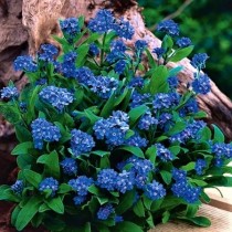 Семена профессиональные незабудка Индиго альпийская темно-синяя