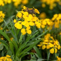 Семена профессиональные Эризиум гибридный Canaries Yellow (Канарейки желтые)