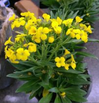 Семена Эризиум гибридный Canaries Yellow (Канарейки желтые)