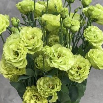 Насіння професійне еустома великоквіткова махрова Флер світло-зелена