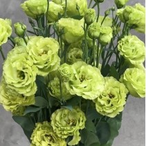 Насіння професійне еустома великоквіткова махрова Флер світло-зелена (максчпакет 100 драже)