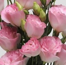 Семена профессиональные эустома АВС высокая розовая