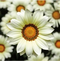 Семена профессиональные Газания гигантская (диаметр цветка 12см) Биг Кисс F1 белая
