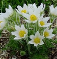 Семена профессиональные Сон-трава Pinwheel белая