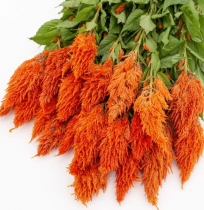 Семена целлозия перистая (70-100 см) Сандей orange