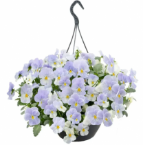 Семена виола каскадная Хайфлаєр F1 blue heaven