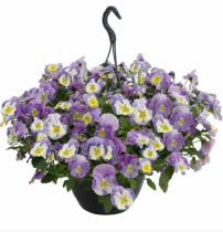 Семена виола каскадная Хайфлаєр F1 light violet shades