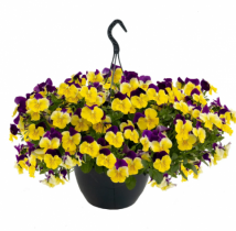 Семена виола каскадная Хайфлаєр F1 yellow purple wing