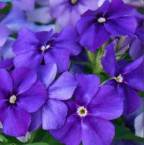 Семена флокс Друммонда Бьюти blue