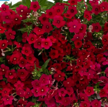 Семена флокс Друммонда Бьюти crimson