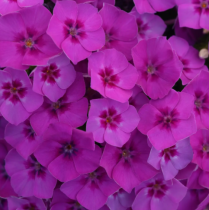 Семена флокс Друммонда Бьюти violet