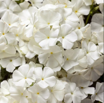 Семена флокс Друммонда Бьюти white