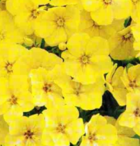 Семена флокс Друммонда Бьюти yellow