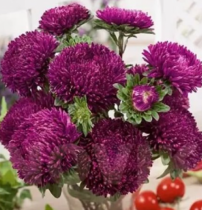 Семена астра Балун пурпурная