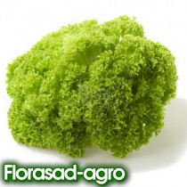Семена салат Лолло Бионда полукочанный (Италия)