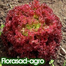 Семена салат Лолло Росса полукочанный (Италия)