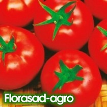 Семена томат Андромеда красная низкорослый