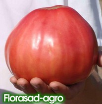Насіння томат Бичий лоб високорослий гігантський