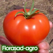 Семена томат Волгоградский 323 низкорослый