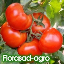 Семена томат Колхозный низкорослый