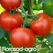 Семена томат Мичуринский низкорослый