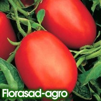 Семена томат Рио Фуего (Италия) низкорослый