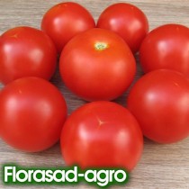 Насіння томат Санька низькорослий ультраранній
