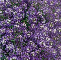 Семена алиссум фиолетовая королева