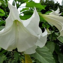 Семена датура великолепная Белая