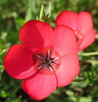Семена лен красный крупноцветковый