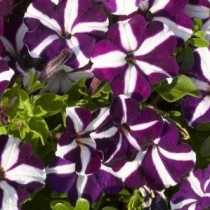 Семена профессиональные петуния суперкаскадная пурпурная звезда (Чехия)