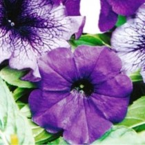 Насіння петунія гібридна Аквамарин, суміш фіолетово-синя