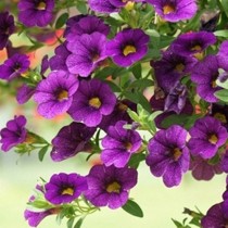 Семена петуния гибридная Каскадная фиолетовая