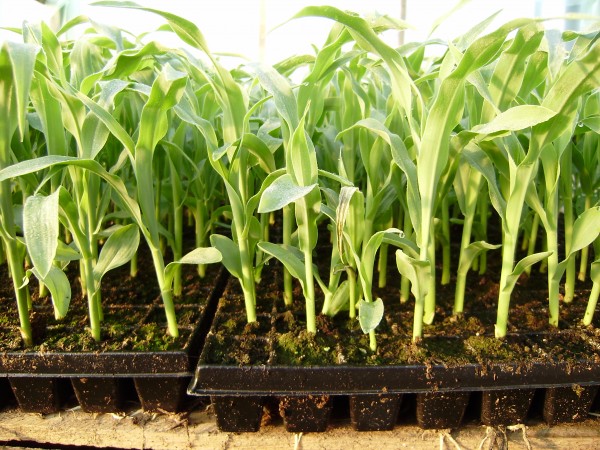 Кукуруза. Выращивание и уход