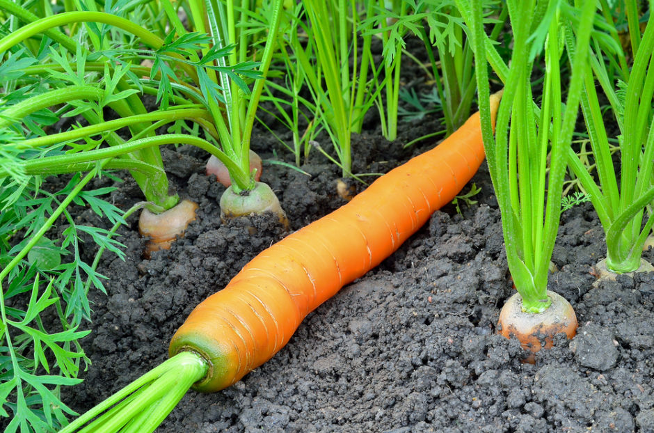 Морковь. Выращивание и уход